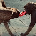 IMG_4778.jpeg