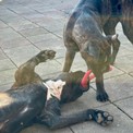 IMG_4785.jpeg