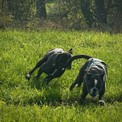 IMG_7664.jpeg